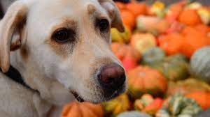 Can Dogs Eat Pumpkin Benefits Of Pumpkin For Dogs Bechewy Can Dogs Eat Pumpkin Foods Dogs Can Eat Can Dogs Eat