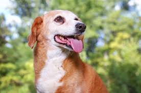 We breed for temperment, health, and conformation. Is The Delightful Beagle Basset Hound Mix A Good Family Dog K9 Web