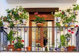 Цветы для балкона зимой