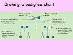 Pedigrees Karyotypes And Genetic Disorders Ppt Video