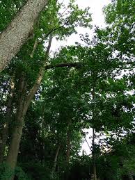 Columbus is known for its art and food district especially in the short north which connects the ohio state university's campus to downtown. Excellent Arborists Tree Services Home Facebook