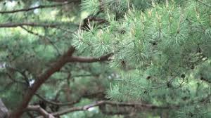 Korean pine is a tree that grows in parts of asia, including the russian far east, china, japan, and korea. Norway Pine Stock Video Footage Royalty Free Norway Pine Videos Pond5