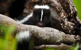 What Is Skunk Weed And Where Did It Originate Leafly