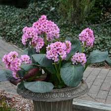 Image result for Bergia salaria