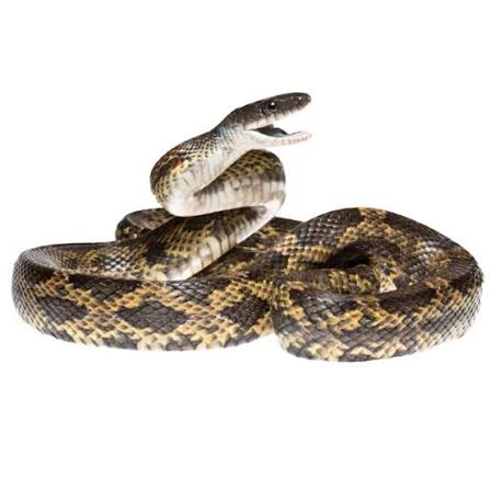 Texas Rat Snake