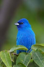Unknown Birds Outside My Window Very Blue Bird Scarlet Tanager Beautiful Birds Birds
