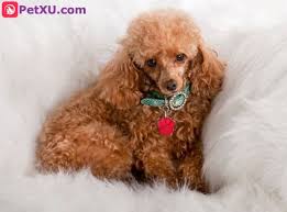 Catskill pumi refers to this breed as highly intelligent, with a need for stimulation. Small Curly Dog Cheap Online