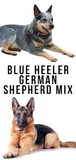 The corman shepherd is a great fit for: Blue Heeler German Shepherd Mix An Intelligent Loyal Companion
