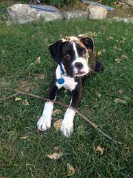 Flashy Reversed Sealed Brindle Boxer Puppy Love Brindle Boxer Puppies Boxer Dogs Brindle Brindle Boxer