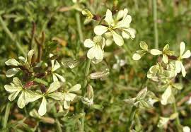 Image result for Carrichtera annua