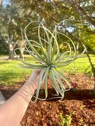 Image result for Xerophyta wentzeliana