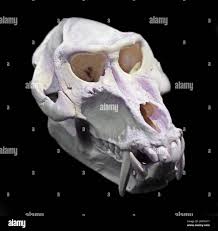 Mandrill skull hi-res stock photography and images - Alamy