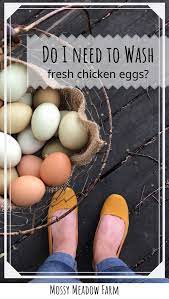 How To Wash Farm Fresh Eggs Or Is It Better Not To Mossy Meadow Farm
