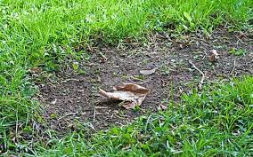 So Erneuern Sie Ihren Rasen Ohne Umgraben Rasen Nachsaen Rasen Erneuern Garten Pflanzen