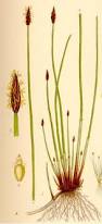 Image result for Eleocharis welwitschii