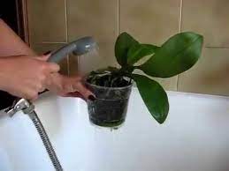 Una delle domande che spesso ci fanno è : Come Bagnare Le Orchidee Youtube