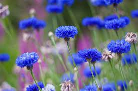 Latin Name Centaurea Cyanus Common Name Corn Flower Type Bachelor Button Flowers Bachelor Buttons Flowers Perennials
