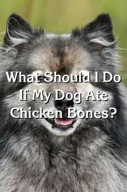 Maria Hunter What Should I Do If My Dog Ate Chicken Bones In 2020 Dog Names Dog Breeds Large Dog Breeds
