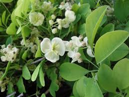 Check spelling or type a new query. Akebia Quinata Alba