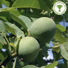 Maybe you would like to learn more about one of these? Juglans Regia English Or Common Walnut Trees For Sale