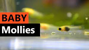 Onwards the fry reaches 1inch at 3.5 mnths.depending upon the species. Molly Fish Fry Care How To Care For Baby Mollies Aquariumnexus
