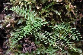 Image result for Lindsaeaceae