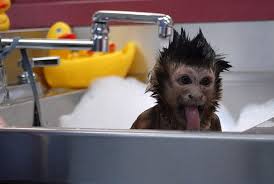 Newborn baby monkey amy and bobo still afraid to take bath hello guys, welcome to monkey amy channel, in this video mom. Eeeeee Cute Little Capuchin Pet Monkey Monkeys Funny Baby Animals