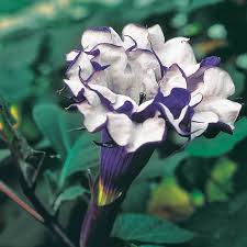 These plants thrive in climates with warm and humid days and cool nights. Purple Petticoats Angel Trumpet Tropical Plants From Gurney S