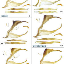 Image result for Scleria bambariensis