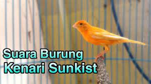 Jenis burung kenari dan harganya. Suara Kenari Sunkist Youtube