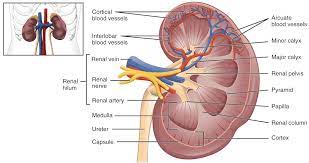 List Of Kidney Diseases And Conditions Kidney Disease Chronic Kidney Disease