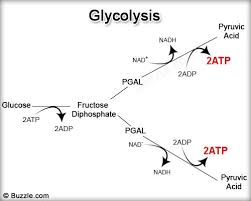 All You Need To Know About Photosynthesis And Cellular