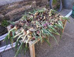 Maybe you would like to learn more about one of these? Harvesting And Storing Onions Shallots Allotment Gardens