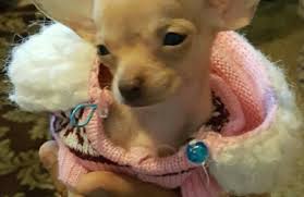 This service allows pet owners to receive specialist care at our convenient location without. Geisert Animal Hospital Inc 1827 S El Dorado St Stockton Ca 95206 Yp Com