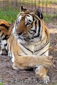Alex The Tiger Big Cat Rescue Great Cat Big Cats