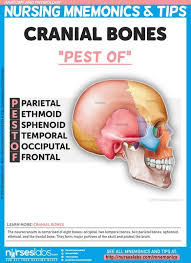 Cranial Bones Pest Of The Neurocranium Is Comprised Of Eight Bones Occipital Two Temporal Bones Two Nursing Mnemonics Anatomy And Physiology Physiology