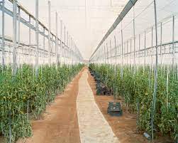 Per Pochi Euro In Piu Chloe Dewe Mathews In 2021 Film Set Spaghetti Western Modern Agriculture