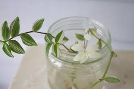 Onions (allium cepa) are biennial plants for u.s. How To Propagate Plants In Water Leaf And Paw