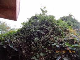 Image result for Marsdenia sylvestris