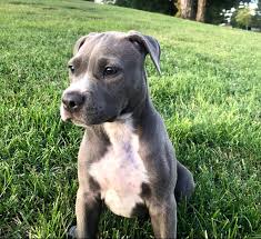 Because of the bnpb's intelligence, it needs continuous training well into advanced courses. Blue Nose Pitbull Puppy Pitbulls Blue Nose Pitbull Puppies Blue Nose Pitbull