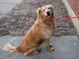 Serving park slope & sunset park. Pet Stores Pet Store Brooklyn Mall