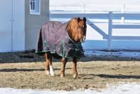 Het hollen is het paard benomen wanneer de grijze haren komen. Pferde Im Winter Eindecken Die Richtige Decke Wahlen Barnboox De Pferdewissen Online