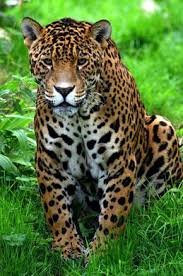 Tienen un peso de 45 a 130 kilogramos y una longitud de 1.70 metros a 2.30 metros de longitud de la punta de su nariz a la cabeza. The Jaguar Is The National Animal Of Brazil Realbigcats