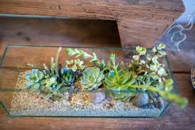 Cactus names that allude to spines are some of my favourite ever. Bay Area Gardens All Hail The Hardy Succulent Botany S Big Success Story