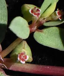 Image result for Euphorbia inaequilatera