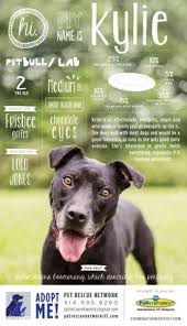 Fosters help dogs transition from the shelter environment and prepare them for adoption, with the support of our rescue team. 82 Pet Adoption Ideas Pet Adoption Adoption Pets