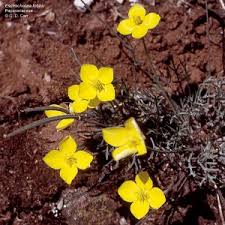 Image result for Gladiolus hollandii