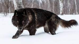 Perfect Timing Photos A Close Encounter With A Minnesota Black Wolf Wolf Hybrid Wolf Dog Beautiful Wolves
