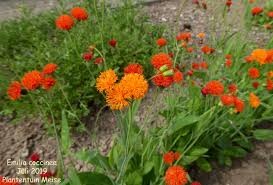 Image result for Emilia coccinea