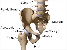 Your hip joint is found along the same line underneath your groin. Hip Joint Impingement Explained How You Can Fix It Sport Spinal Physiotherapy